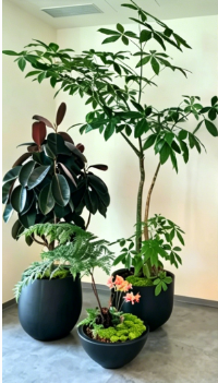 江北花卉店-余姚花卉租摆需求-杭州湾绿植租赁品种-杭州湾花卉租摆活动